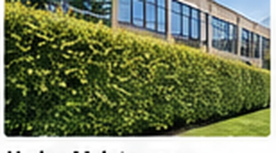 Neatly maintained hedge at commercial premises