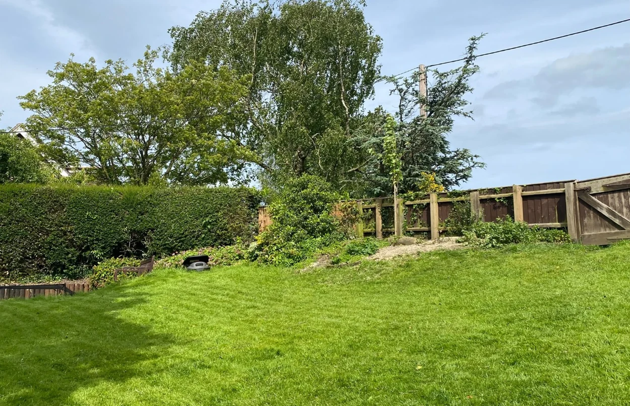 Residential lawn with mature green boundary hedges