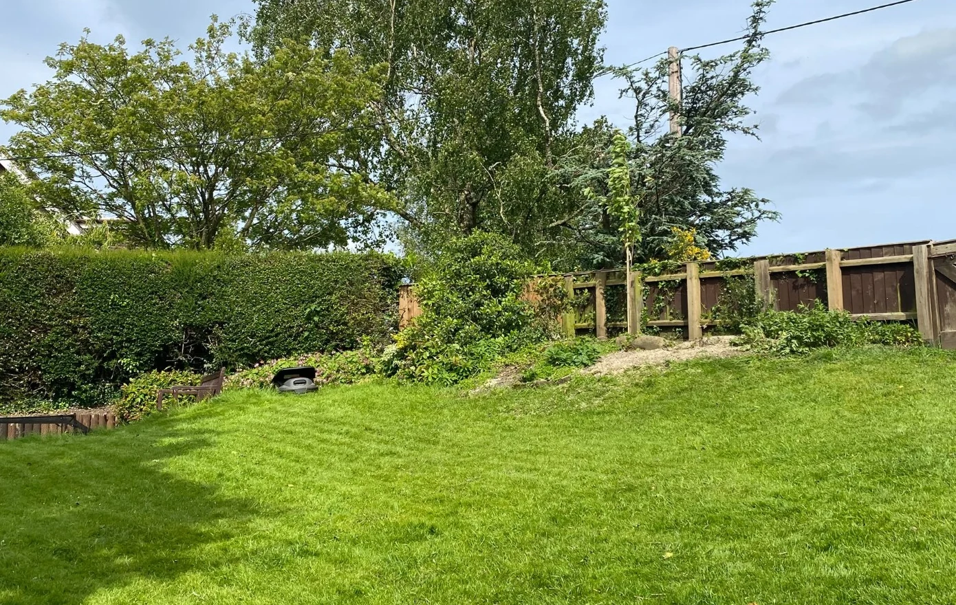 Garden with mature green hedges and lawn