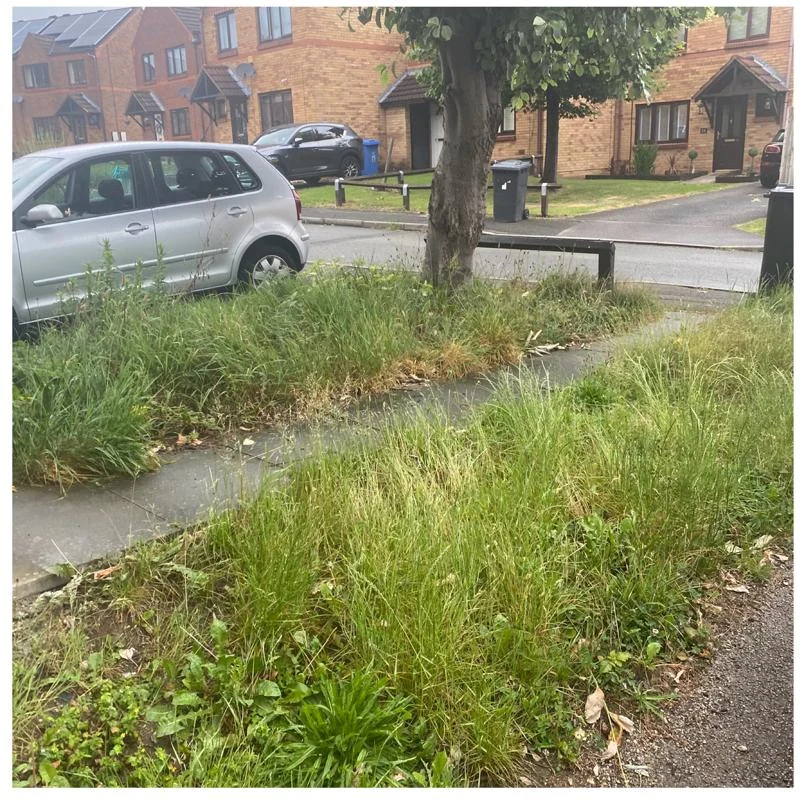 Before: Front Garden Tidy-Up