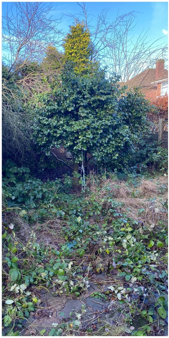 Before: Overgrown Garden Clearance