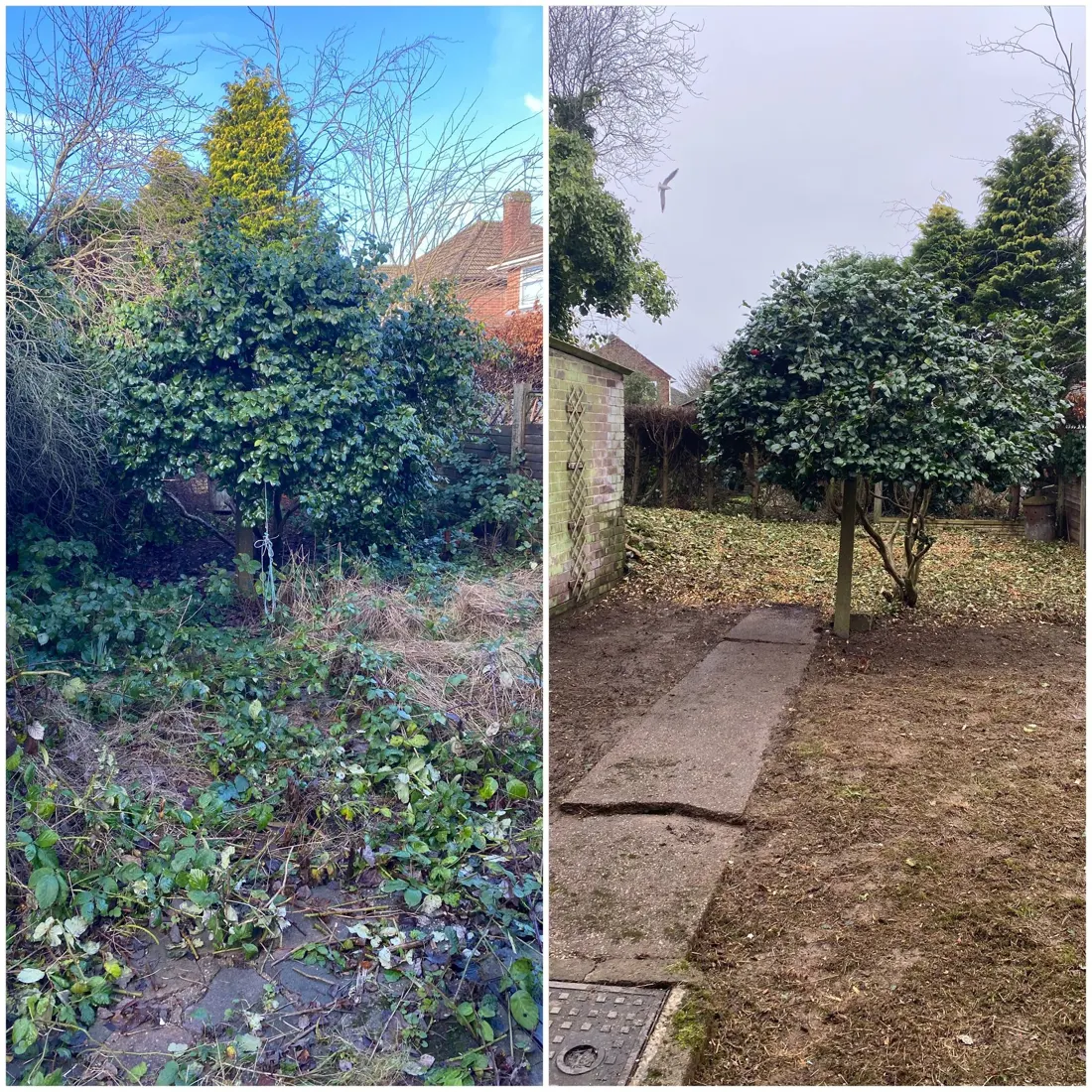 Genuine photograph of garden care