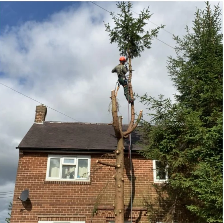 Tree Surgery at Height