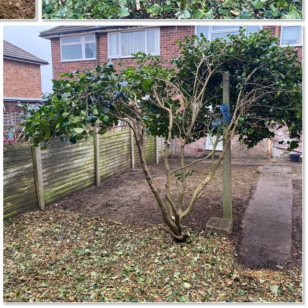 After: Tree & Shrub Reduction