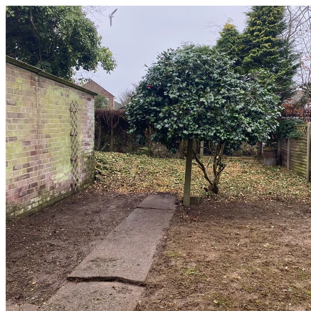 Before: Tree & Shrub Reduction