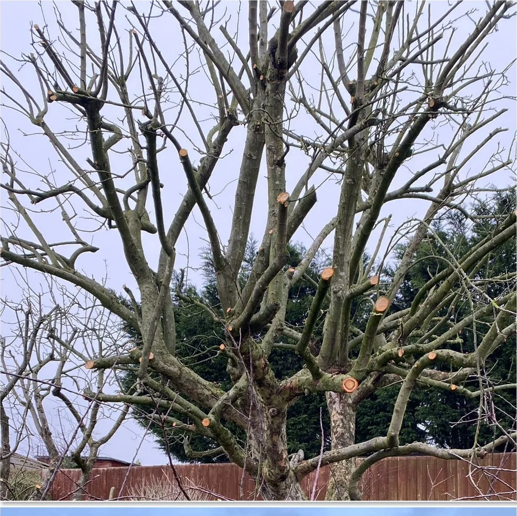 Tree Pruning & Crown Work