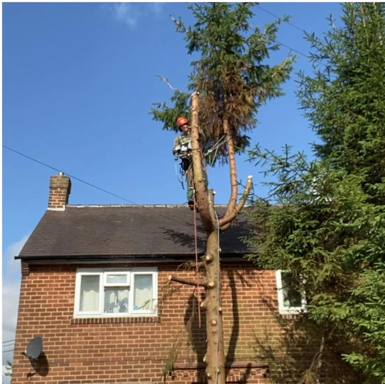 Tree Surgery & Removal